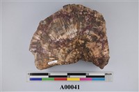 藏品(矽化木)的圖片